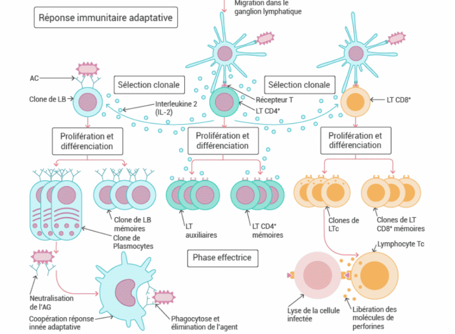Le programme de biologie en Première : quelles notions anticiper pour réussir son PASS ?